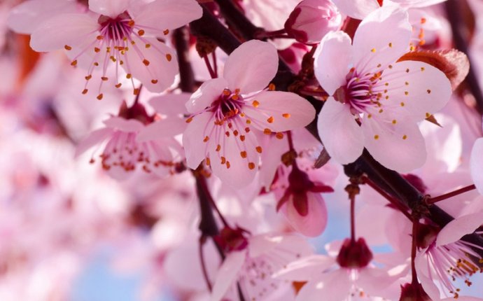 Sakura meaning in Japanese culture